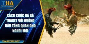 Cách Cược Đá Gà THABET Với Hướng Dẫn Tổng Quan Cho Người Mới