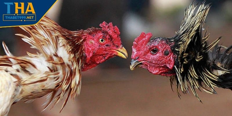 Cách Cược Đá Gà THABET Với Hướng Dẫn Tổng Quan Cho Người Mới 3 Hướng dẫn cách cược đá gà THABET chi tiết cho tân binh